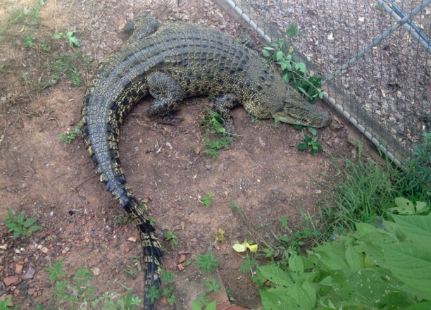 Australia's biggest crocodile sale underway at Wyndham Crocodile Park