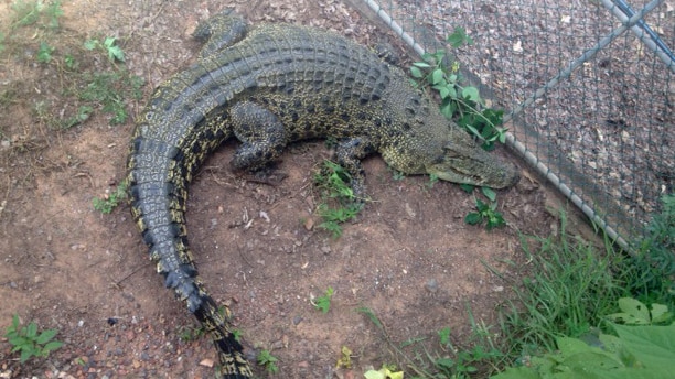 Wyndham Crocodile Farm croc