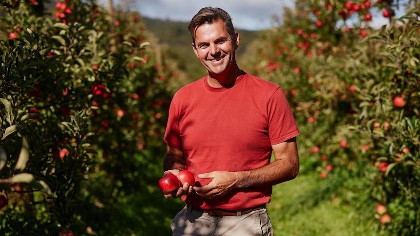 man in apple orchard
