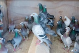 Racing pigeons in loft