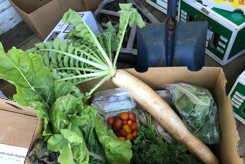 Organic vegetables including silverbeet, dakon radish, baby tomatoes, lettuce and curly parsley packed in a box for delivery