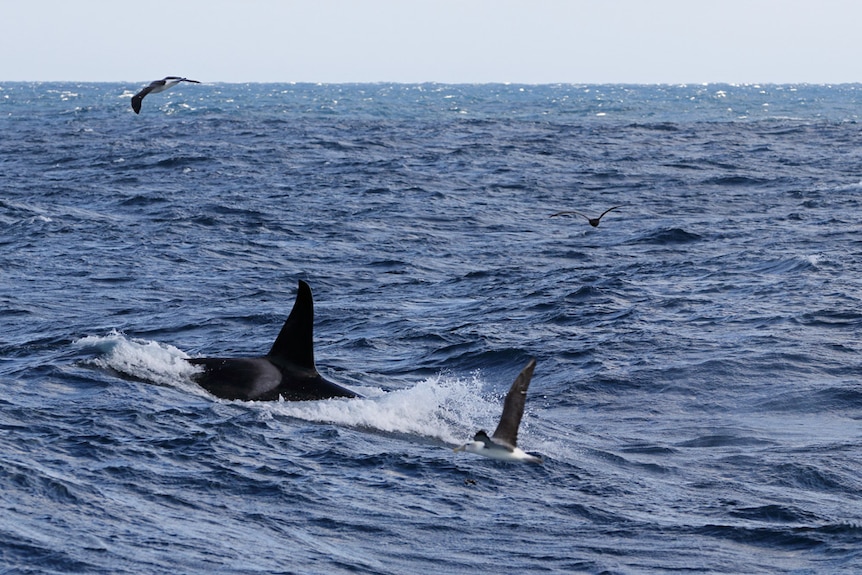 Killer whale in Tasmanian waters