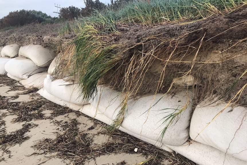 sandbags beneath a clump of beach grasses
