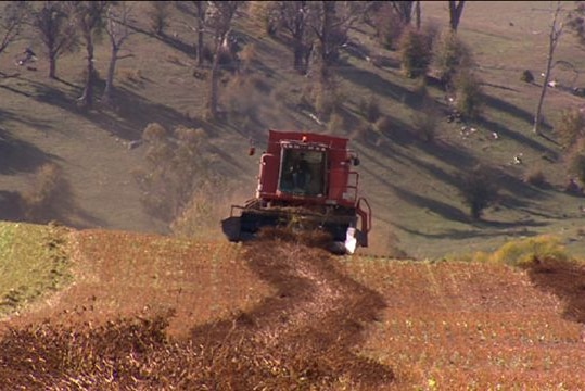 Brett Ryan harvesting buckwheat near Blayney, NSW.