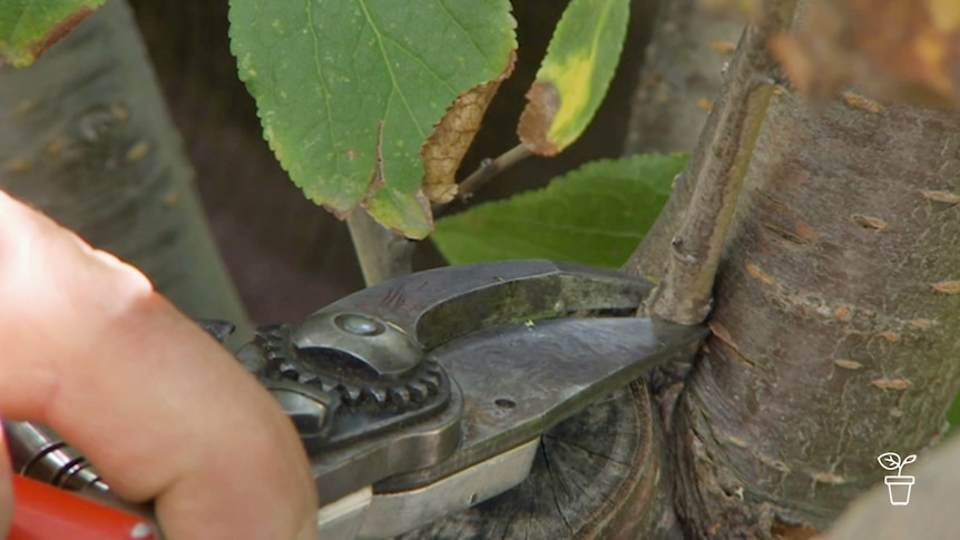 Close up of secateurs cutting branch close to trunk