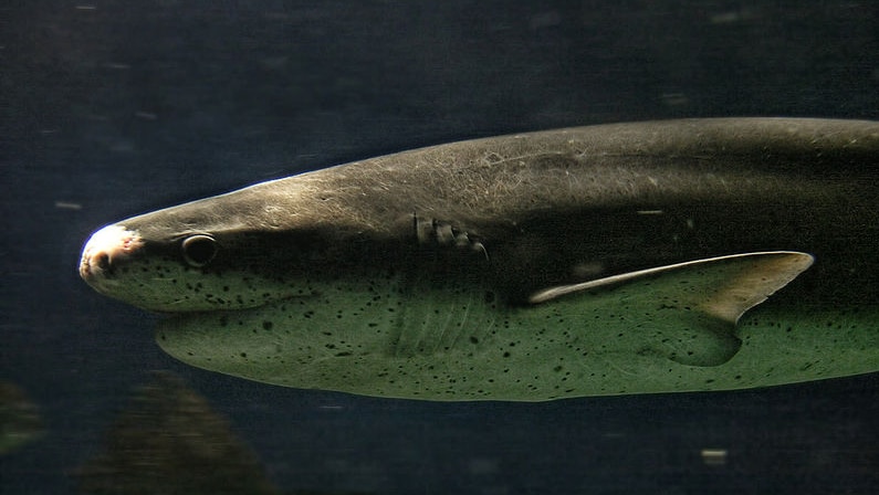 A broadnose sevengill shark