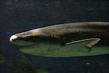 A broadnose sevengill shark