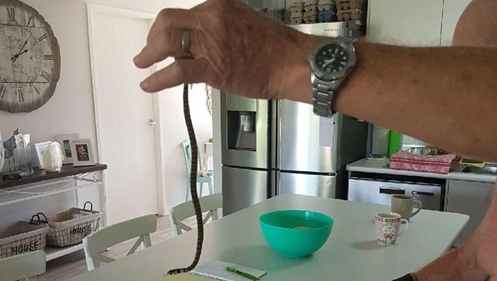 A man holding a juvenile Eastern Brown Snake in his house