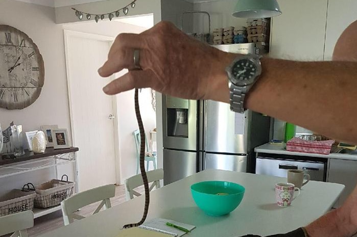 A man holding a juvenile Eastern Brown Snake in his house