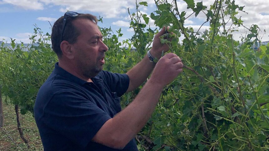 Grower George Simos inspects winegrape vines