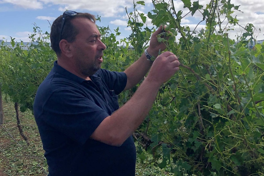 Grower George Simos inspects winegrape vines