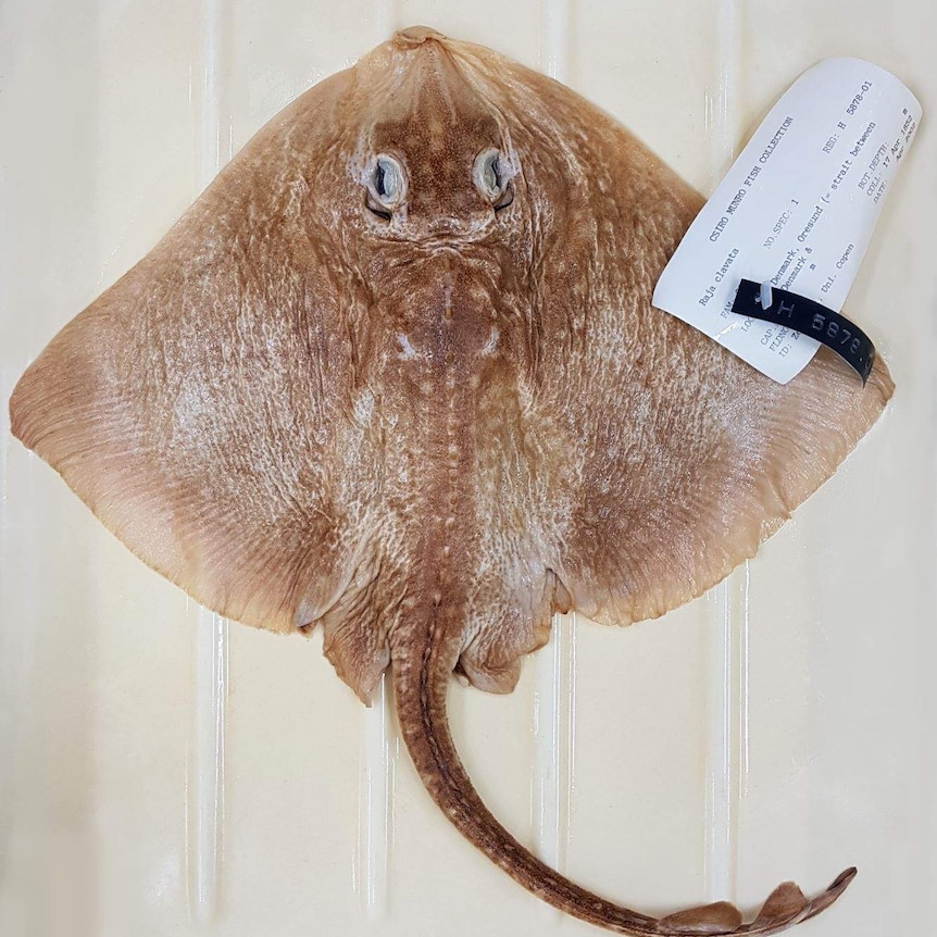 A brown diamond shaped fish with a specimen tag attached