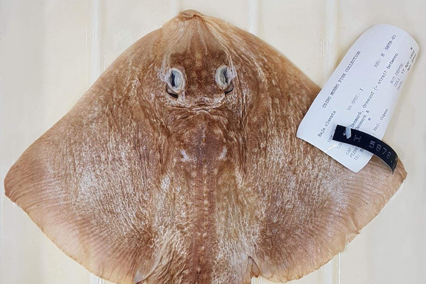 A brown diamond shaped fish with a specimen tag attached