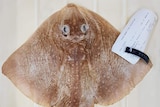 A brown diamond shaped fish with a specimen tag attached