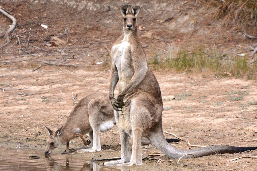 Two kangaroos drinking