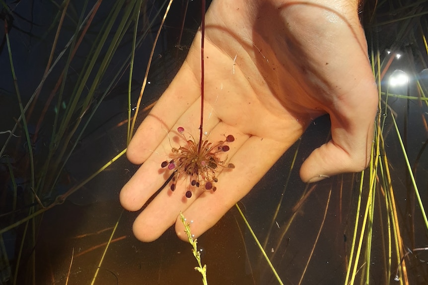 Stems fan out from the small plant, with small bladder-like structures on the end