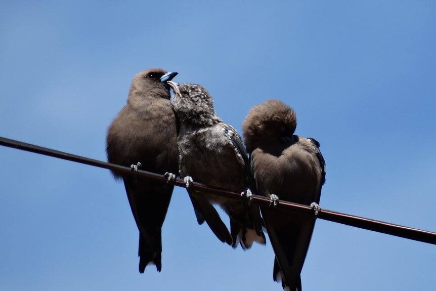 Three Dusky Woodswallow birds sitting on a wire together.