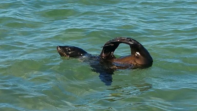 A brown seal looking like a teapot in aquamarine coloured water off the Sunshine Coast.
