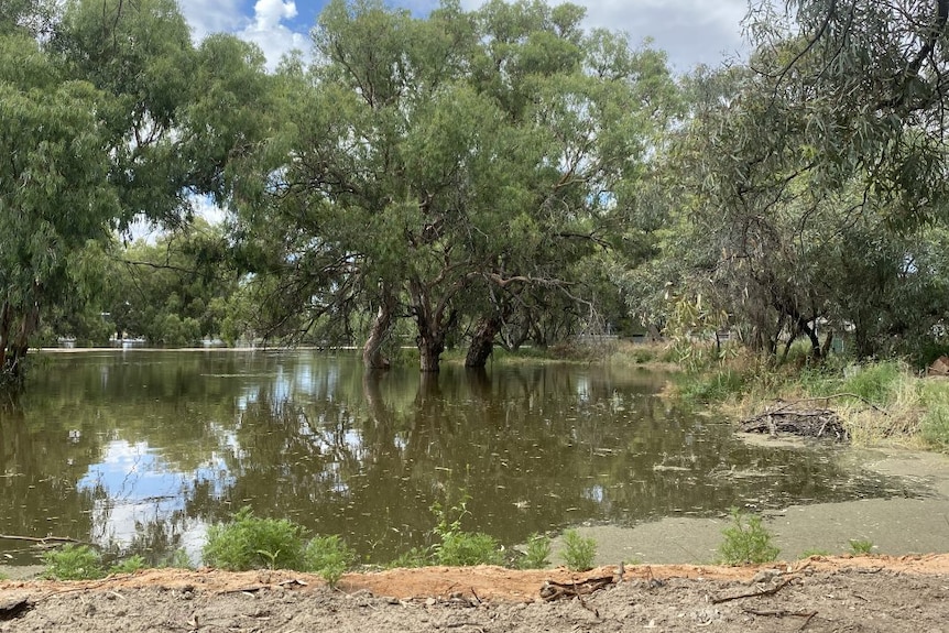 A flooded river with trees.