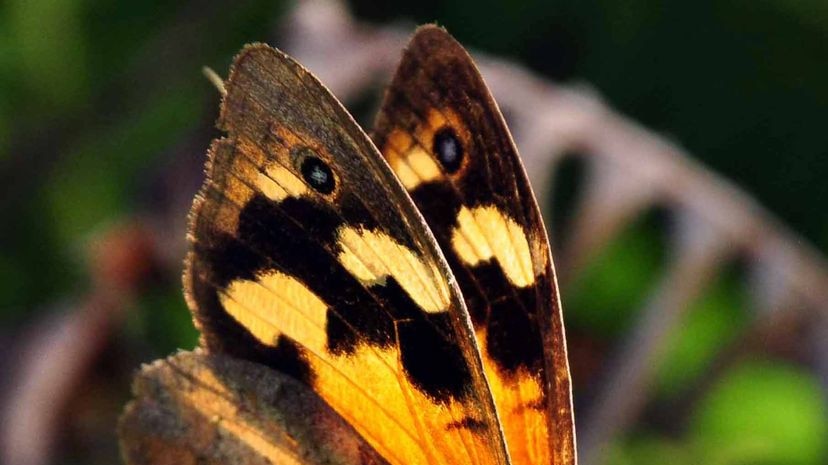 The butterflies are emerging ten days earlier than they were 65 years ago.