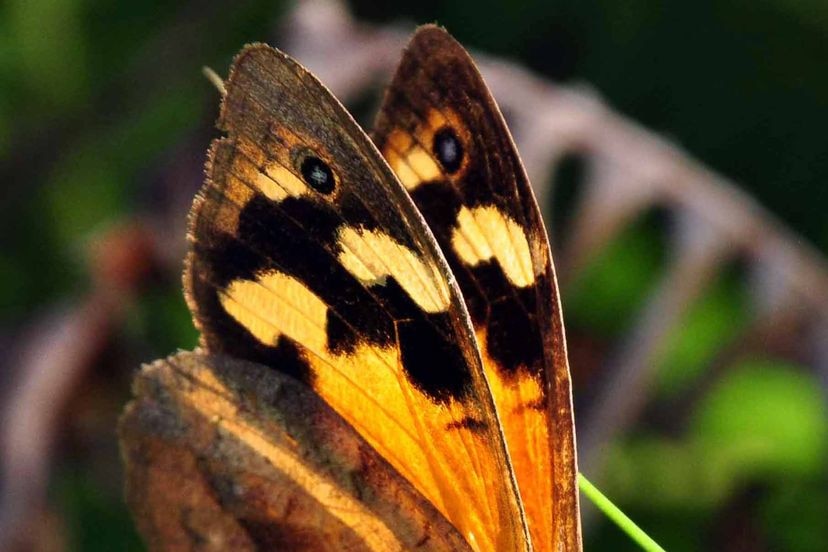 An Opposition push to save the Butterfly Caves at West Wallsend from a housing development.