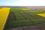 An aerial shot of wheat trial plots in Narrabri, NSW.