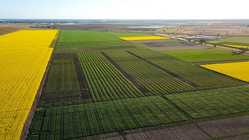 An aerial shot of wheat trial plots in Narrabri, NSW.