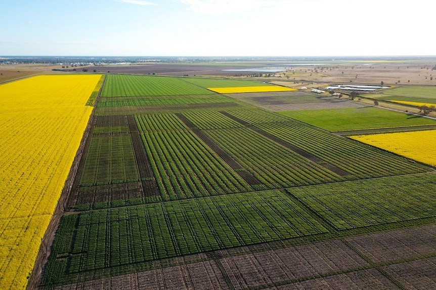 An aerial shot of wheat trial plots in Narrabri, NSW.