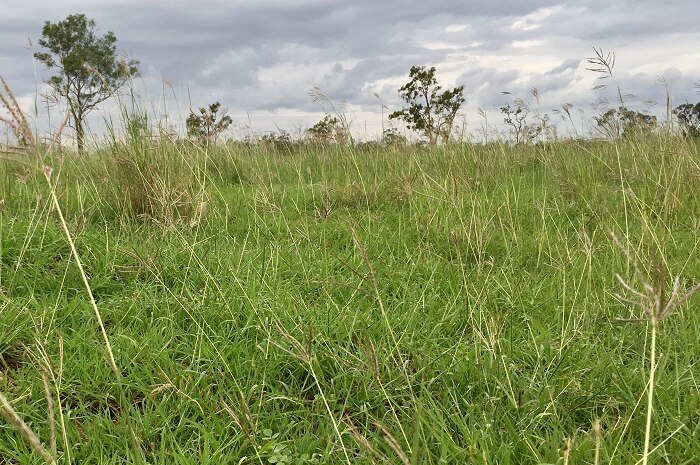 A paddock of green grass.