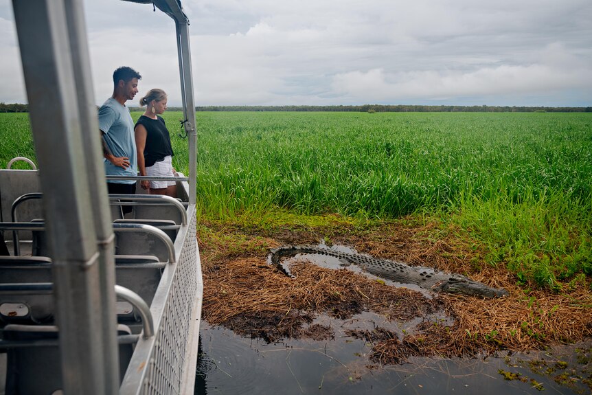 Two tourists look out of a boat at a saltwater crocodile on the bank of a marsh.