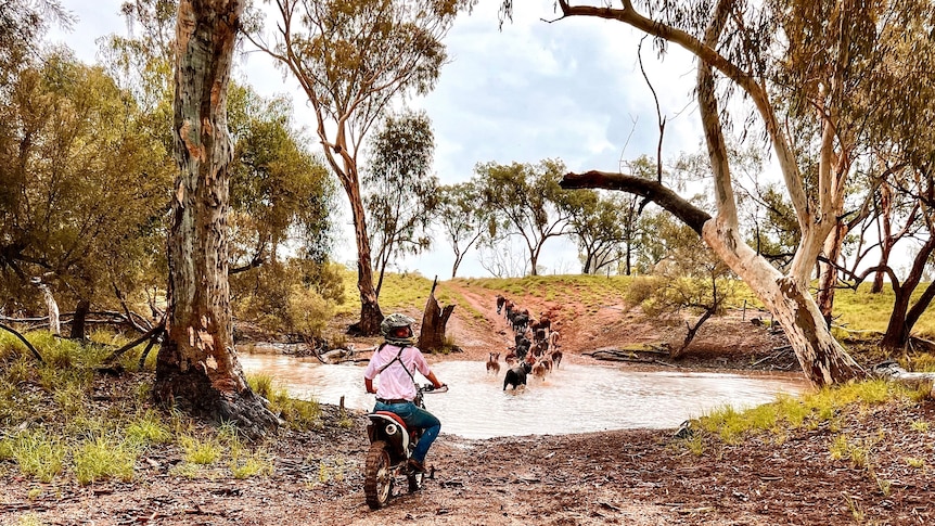 A woman on a motorbike mustering cattle through water