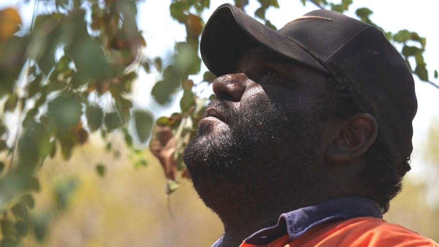 A close up of an indigenous man wearing a black cap looking up at tree leaves