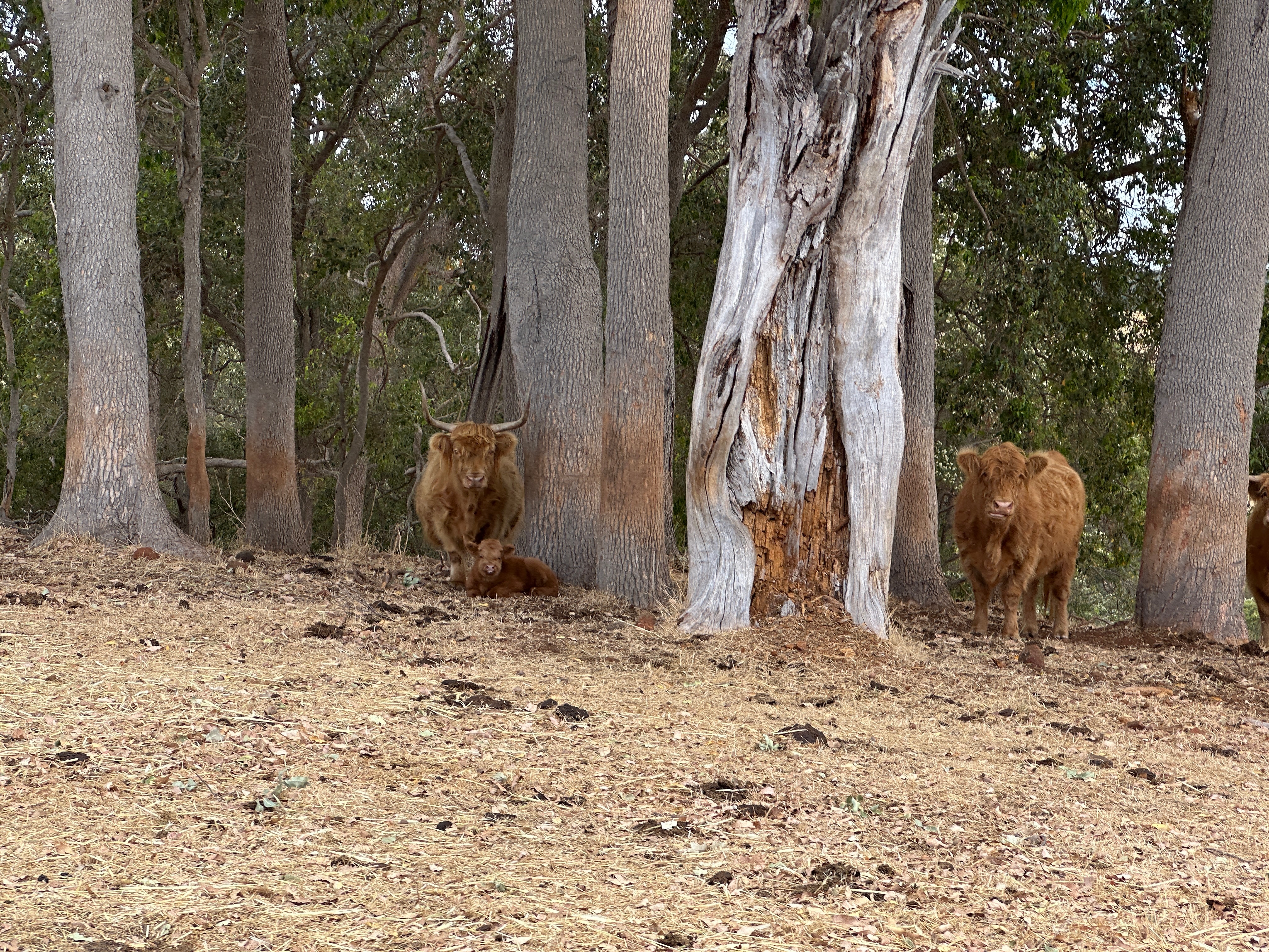 Highland cattle breeder numbers climb in WA as interest spreads and ...