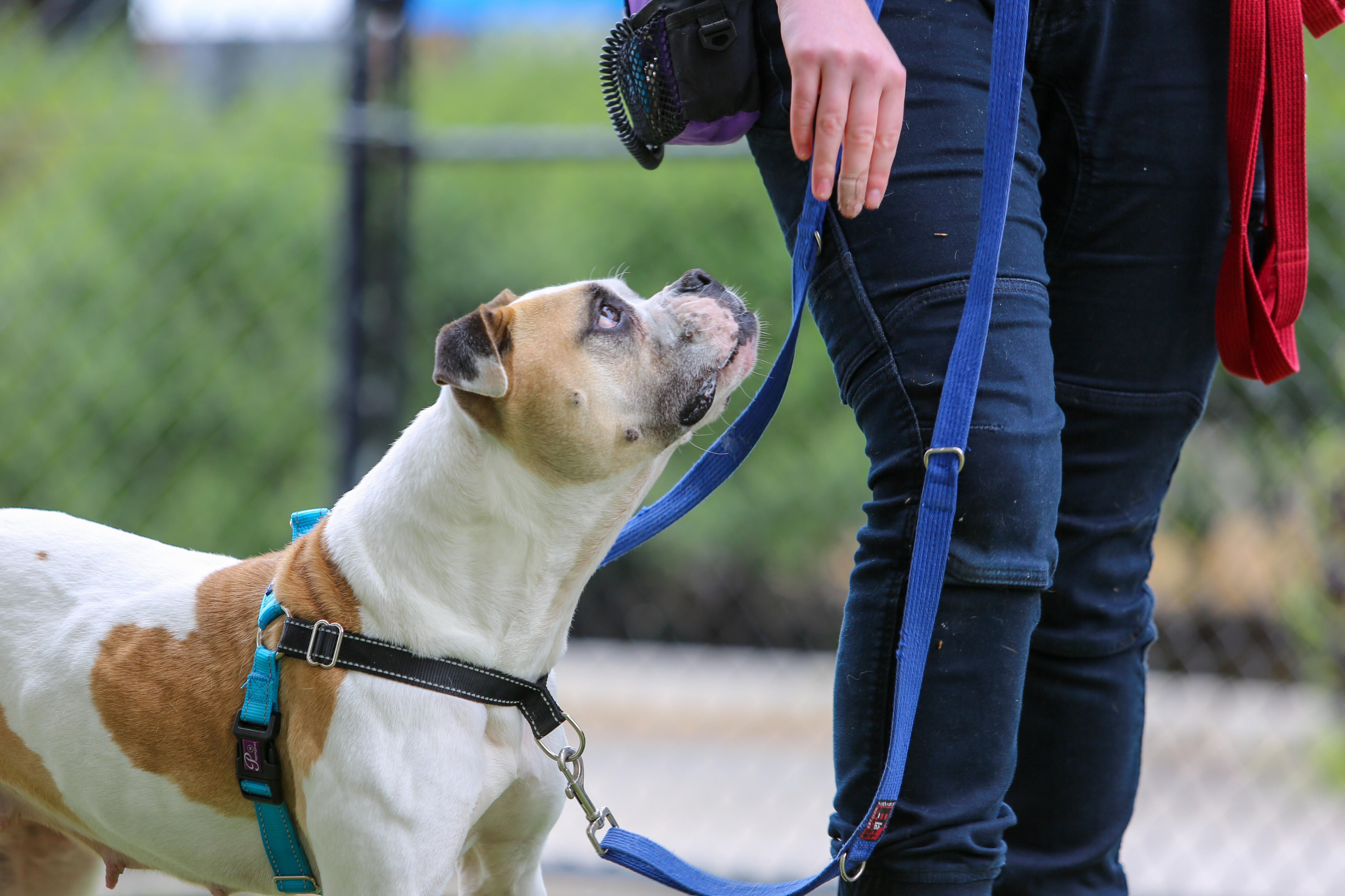 Drop-off In Puppy Class Turnout, Despite Huge Number Of Adoptions ...