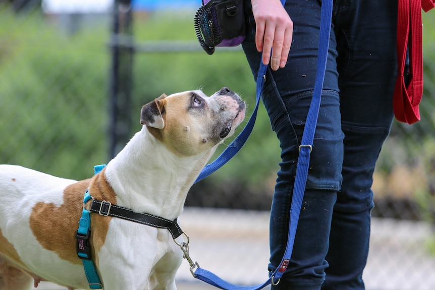 A dog on a leash looks up at its owner