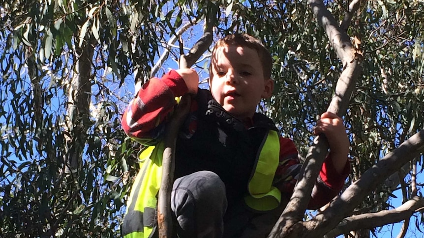 a boy sits on the branch of a tree