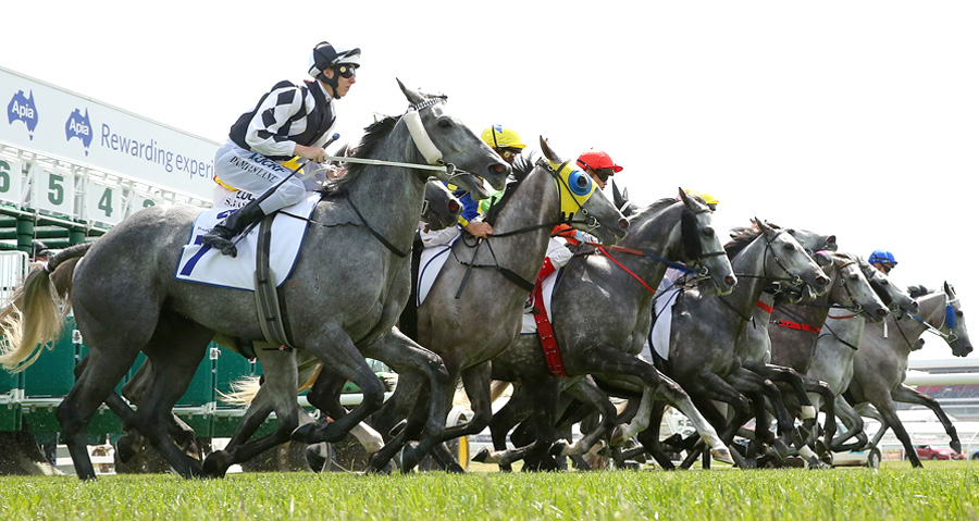 Greys jump from the gates at Flemington