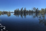 The Wakool River in flood.