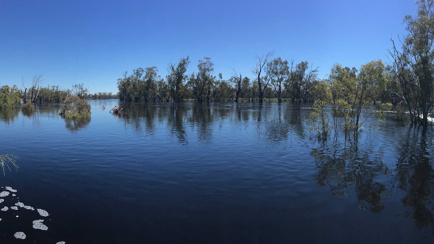 The Wakool River in flood.