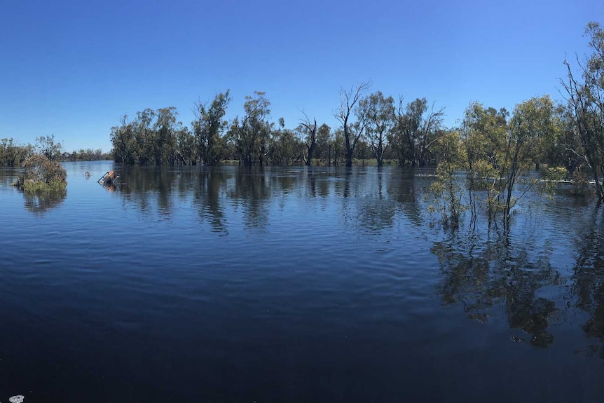 The Wakool River in flood.