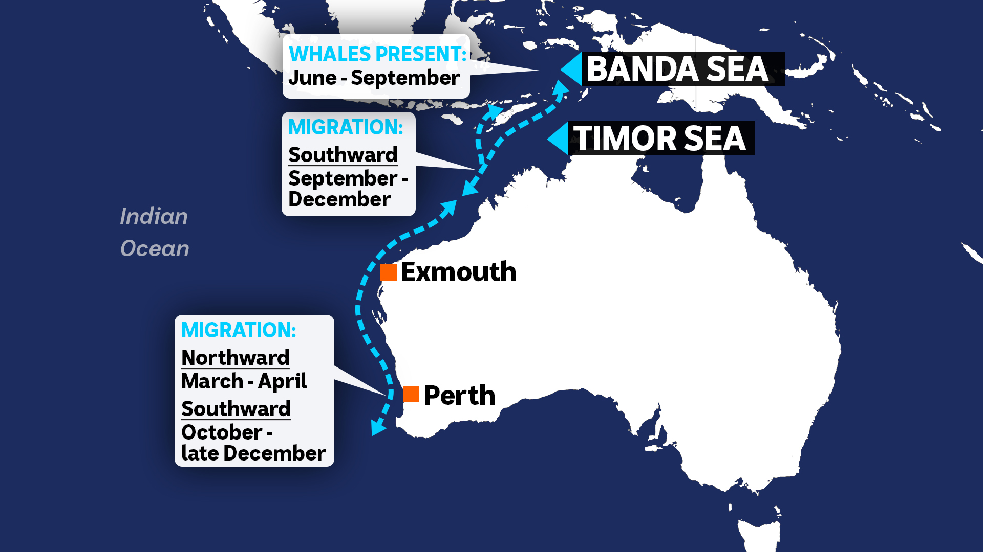 A map showing the Indo-Australian pygmy blue whale migration.