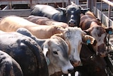 Saleyards closing