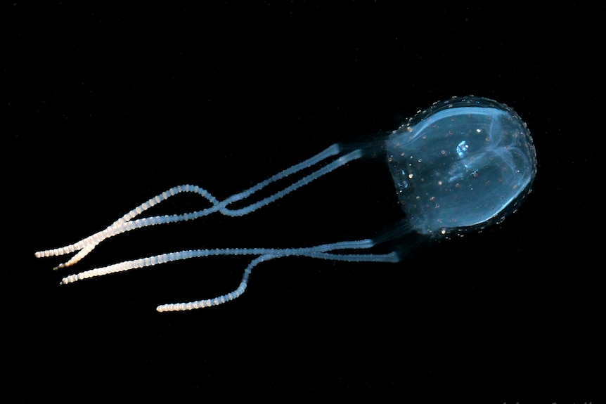 An Irukandji jellyfish floating in the water