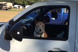 A photo of a dog looking out the window of a car.