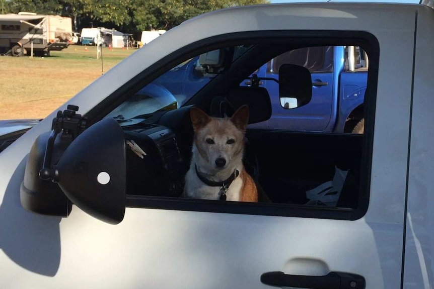 A photo of a dog looking out the window of a car.