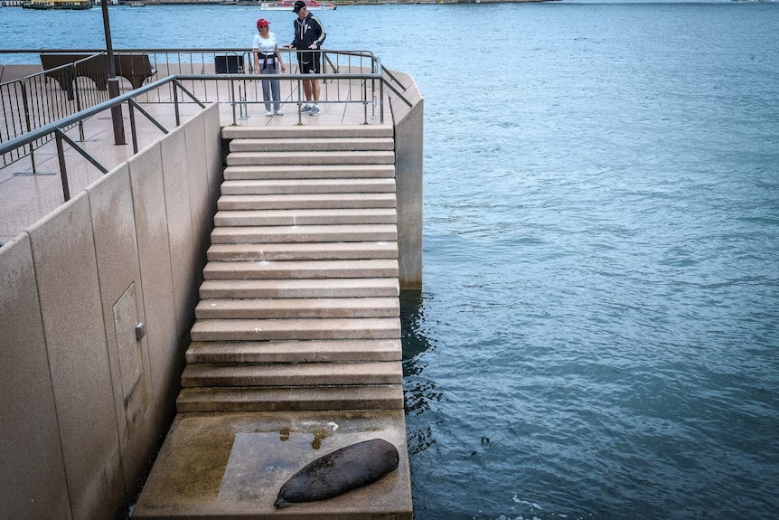 The seal welcomes visitors to the Opera House VIP steps