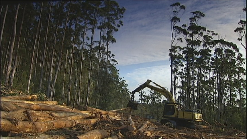 Contractors working in a Tasmanian forest