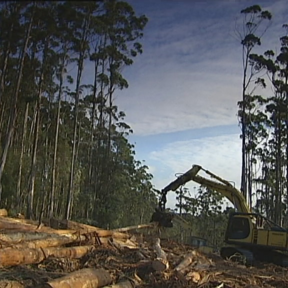 Contractors working in a Tasmanian forest