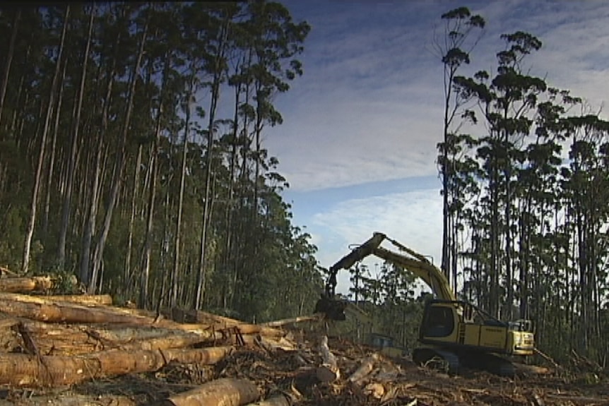Contractors working in a Tasmanian forest