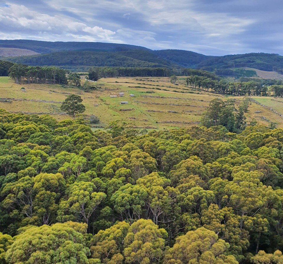  Thick trees in front of farmland